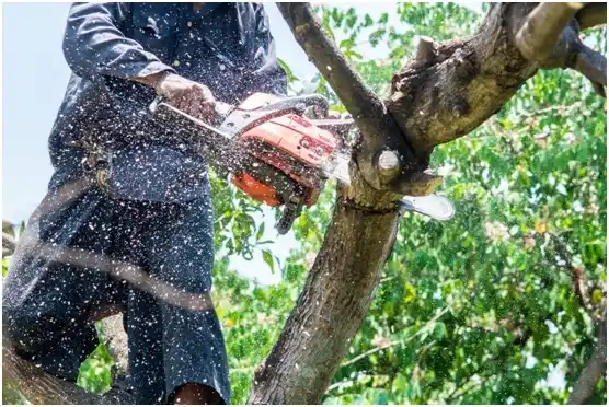 tree services South Congaree